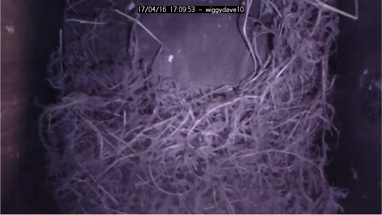 BirdBox getting there